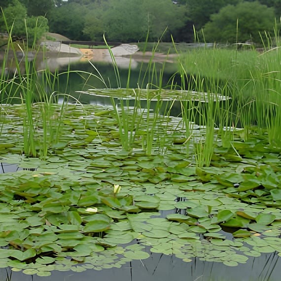 wingsweep lake